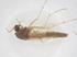 (Chironomus striatipennis - CBG-B03982-C07)  @11 [ ] CreativeCommons - Attribution Share - Alike (2025) Centre for Biodiversity Genomics Centre for Biodiversity Genomics