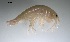  ( - BOR10_Gtig_2018_1)  @11 [ ] CreativeCommons - Attribution Non-Commercial (2018) Unspecified University of Lodz Department of Invertebrate Zoology and Hydrobiology