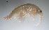  ( - BOR10_Gtig_2018_2)  @11 [ ] CreativeCommons - Attribution Non-Commercial (2018) Unspecified University of Lodz Department of Invertebrate Zoology and Hydrobiology
