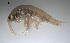  ( - BOR10_Gtig_2018_3)  @11 [ ] CreativeCommons - Attribution Non-Commercial (2018) Unspecified University of Lodz Department of Invertebrate Zoology and Hydrobiology