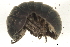  ( - 09BBIUS-0038)  @13 [ ] CreativeCommons - Attribution (2010) Unspecified Centre for Biodiversity Genomics
