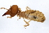  ( - PK C-006)  @11 [ ] CreativeCommons - Attribution (2010) CBG Photography Group Centre for Biodiversity Genomics