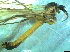  ( - bf-dip-00139)  @11 [ ] CreativeCommons - Attribution Share-Alike (2017) Olsen, K.M. BioFokus