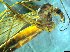  ( - bf-dip-00141)  @11 [ ] CreativeCommons - Attribution Share-Alike (2017) Olsen, K.M. BioFokus