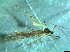 ( - bf-dip-00142)  @11 [ ] CreativeCommons - Attribution Share-Alike (2017) Olsen, K.M. BioFokus