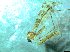 (Discobola cf. annulata - bf-dip-00159)  @11 [ ] CreativeCommons - Attribution Share-Alike (2017) Olsen, K.M. BioFokus