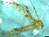  (Metalimnobia cf. quadrinotata - bf-dip-00172)  @12 [ ] CreativeCommons - Attribution Share-Alike (2017) Olsen, K.M. BioFokus