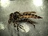  (Tolmerus cf. atricapillus - bf-dip-00232)  @11 [ ] CreativeCommons - Attribution Non-Commercial Share-Alike (2019) Kjell Magne Olsen BioFokus
