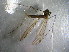  ( - bf-dip-00244)  @11 [ ] CreativeCommons - Attribution Share-Alike (2017) Olsen, K.M. BioFokus