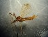  (Erioconopa cf. trivialis - bf-dip-00779)  @11 [ ] CreativeCommons - Attribution Non-Commercial Share-Alike (2019) Kjell Magne Olsen BioFokus