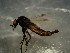  (Dilophus cf. borealis - bf-dip-00836)  @11 [ ] CreativeCommons - Attribution Non-Commercial Share-Alike (2019) Kjell Magne Olsen BioFokus