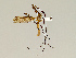 (Tipula paterifera - CMNH353467)  @13 [ ] CreativeCommons - Attribution Non-Commercial No Derivatives (2011) Chen Young Carnegie Museum
