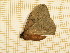  ( - CLV5139)  @12 [ ] Copyright (2012) Olivier Bouteleux Institut National de la Recherche Agronomique, Forestry Zoology