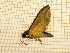  ( - CLV5161)  @12 [ ] Copyright (2012) Olivier Bouteleux Institut National de la Recherche Agronomique, Forestry Zoology