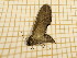  ( - CLV5164)  @12 [ ] Copyright (2012) Olivier Bouteleux Institut National de la Recherche Agronomique, Forestry Zoology
