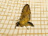  ( - CLV5171)  @12 [ ] Copyright (2012) Olivier Bouteleux Institut National de la Recherche Agronomique, Forestry Zoology