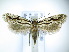  (Archinemapogon - TJ0019)  @15 [ ] CreativeCommons - Attribution Non-Commercial Share-Alike (2015) Tomasz Jaworski private