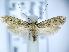  (Niditinea striolella - TJ0060)  @15 [ ] CreativeCommons - Attribution Non-Commercial Share-Alike (2015) Tomasz Jaworski private