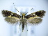  (Monopis obviella - TJ0066)  @14 [ ] CreativeCommons - Attribution Non-Commercial Share-Alike (2015) Tomasz Jaworski private