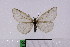  (Dodia verticalis - STG116)  @13 [ ] Copyright (2012) Stanislav Gomboc Unspecified