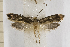  (Monopis crocicapitella - clv167)  @15 [ ] Copyright (2008) Ian Sims Unspecified