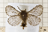  ( - clv32)  @14 [ ] Copyright (2008) Ian Sims Unspecified
