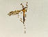  (Tipula barbigera - CMNH543694)  @14 [ ] CreativeCommons - Attribution Non-Commercial Share-Alike (2010) Unspecified Carnegie Museum of Natural History