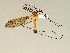  ( - CMNH543835)  @13 [ ] CreativeCommons - Attribution Non-Commercial Share-Alike (2010) Unspecified Carnegie Museum of Natural History