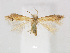 ( - RMNH.INS.24711)  @13 [ ] CreativeCommons - Attribution Non-Commercial Share-Alike (2015) Unspecified Naturalis Biodiversity Centre