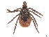  ( - 24-5A106B1)  @11 [ ] CreativeCommons - Attribution Share Alike (2025) CBG Photography Group Centre for Biodiversity Genomics
