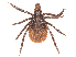  ( - 24-5A106B1)  @11 [ ] CreativeCommons - Attribution Share Alike (2025) CBG Photography Group Centre for Biodiversity Genomics