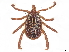  ( - BIOUG85238-H10)  @11 [ ] CreativeCommons - Attribution (2022) CBG Photography Group Centre for Biodiversity Genomics