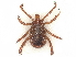  ( - BIOUG85238-H10)  @11 [ ] CreativeCommons - Attribution (2022) CBG Photography Group Centre for Biodiversity Genomics