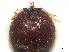  ( - BIOUG85238-H11)  @11 [ ] CreativeCommons - Attribution (2022) CBG Photography Group Centre for Biodiversity Genomics