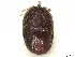  ( - BIOUG85238-H11)  @11 [ ] CreativeCommons - Attribution (2022) CBG Photography Group Centre for Biodiversity Genomics