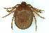  ( - NMNH-2023-035-B06)  @11 [ ] CreativeCommons - Attribution Share-Alike (2024) e Walter Reed Biosystematics Unit