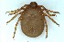  ( - NMNH-2023-035-B06)  @11 [ ] CreativeCommons - Attribution Share-Alike (2024) Electra Chadd Walter Reed Biosystematics Unit