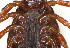  ( - NMNH-2023-034-C07)  @11 [ ] CreativeCommons - Attribution Share-Alike (2024) Electra Chadd Walter Reed Biosystematics Unit