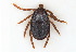  ( - NMNH-2023-034-C07)  @11 [ ] CreativeCommons - Attribution Share-Alike (2024) Electra Chadd Walter Reed Biosystematics Unit