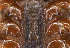  ( - NMNH-2023-034-C07)  @11 [ ] CreativeCommons - Attribution Share-Alike (2024) Electra Chadd Walter Reed Biosystematics Unit