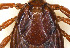  ( - NMNH-2023-034-C07)  @11 [ ] CreativeCommons - Attribution Share-Alike (2024) Electra Chadd Walter Reed Biosystematics Unit
