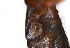  ( - NMNH-2023-034-C07)  @11 [ ] CreativeCommons - Attribution Share-Alike (2024) Electra Chadd Walter Reed Biosystematics Unit