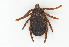  ( - NMNH-2023-034-C07)  @11 [ ] CreativeCommons - Attribution Share-Alike (2024) Electra Chadd Walter Reed Biosystematics Unit