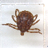  ( - NMNH-2023-034-A05)  @11 [ ] CreativeCommons - Attribution Non-Commercial Share-Alike (2023) Electra Chadd Smithsonian Institution National Museum of Natural History