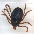  ( - NMNH-2023-034-B11)  @11 [ ] CreativeCommons - Attribution Non-Commercial Share-Alike (2023) Electra Chadd Smithsonian Institution National Museum of Natural History