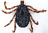  ( - NMNH-2023-034-B11)  @11 [ ] CreativeCommons - Attribution Non-Commercial Share-Alike (2023) Electra Chadd Smithsonian Institution National Museum of Natural History