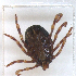  ( - NMNH-2023-034-B11)  @11 [ ] CreativeCommons - Attribution Non-Commercial Share-Alike (2023) Electra Chadd Smithsonian Institution National Museum of Natural History