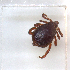  ( - NMNH-2023-034-C02)  @11 [ ] CreativeCommons - Attribution Non-Commercial Share-Alike (2023) Electra Chadd Smithsonian Institution National Museum of Natural History