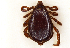  ( - NMNH-2023-034-C02)  @11 [ ] CreativeCommons - Attribution Non-Commercial Share-Alike (2023) Electra Chadd Smithsonian Institution National Museum of Natural History