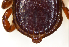  ( - NMNH-2023-034-C02)  @11 [ ] CreativeCommons - Attribution Non-Commercial Share-Alike (2023) Electra Chadd Smithsonian Institution National Museum of Natural History